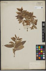 Foto von Salix L.